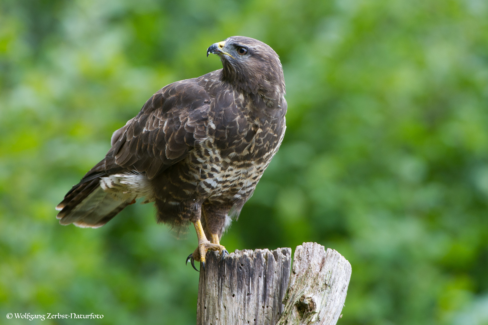 --- Mäusebussard ---    ( Buteo buteo )