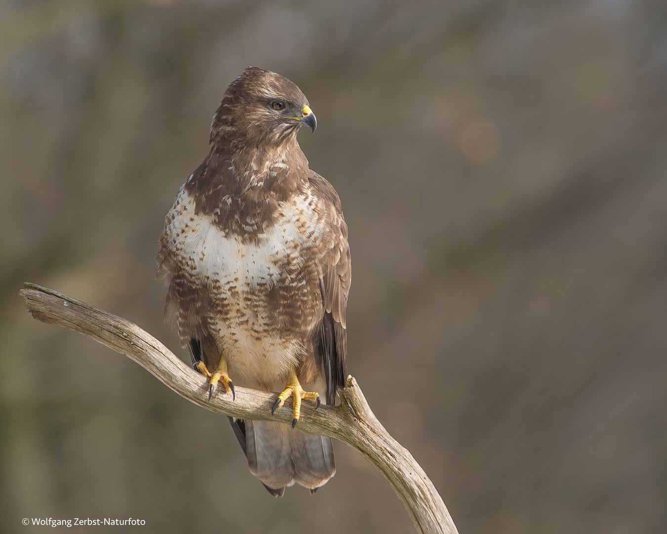 --- Mäusebussard ---  ( Buteo buteo )