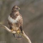 --- Mäusebussard ---  ( Buteo buteo )