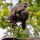 Mäusebussard (Buteo buteo) 