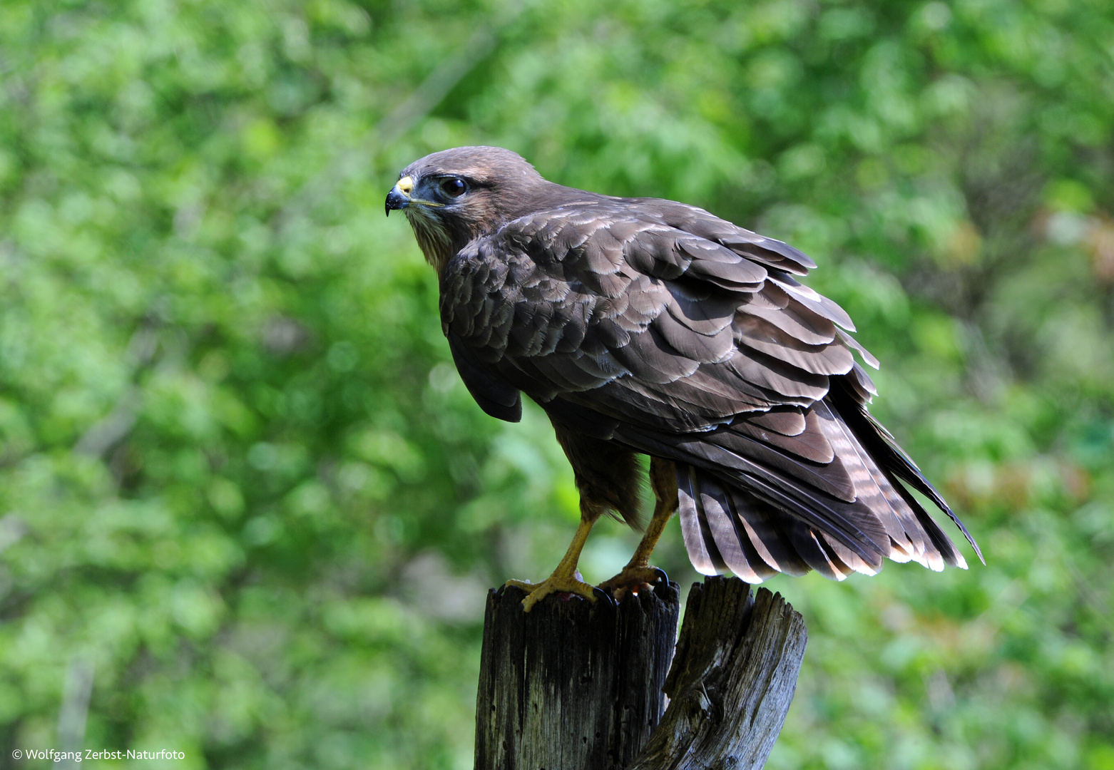 --- Mäusebussard ---   ( Buteo buteo )