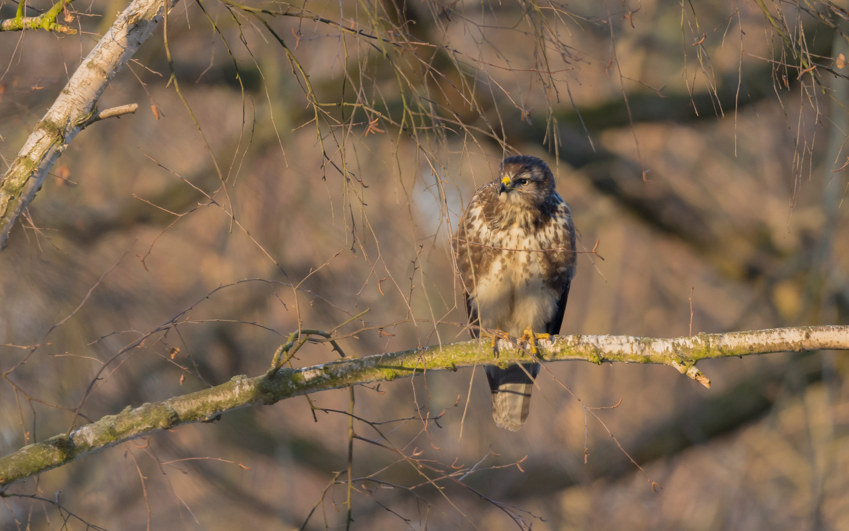 ~Mäusebussard (Buteo buteo) ~