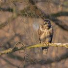 ~Mäusebussard (Buteo buteo) ~