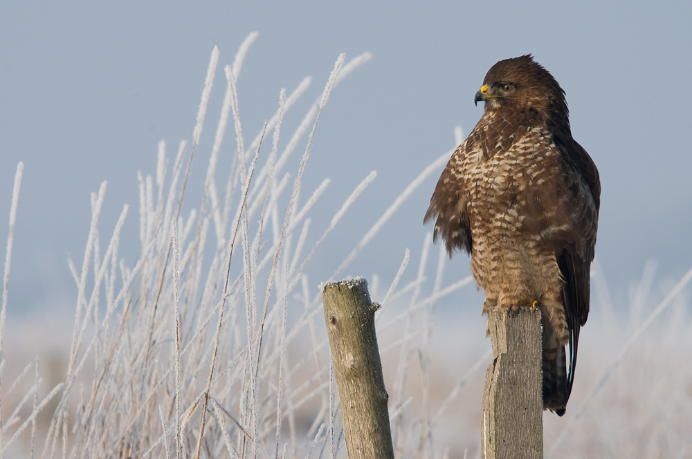 Mäusebussard (Buteo buteo)