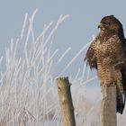 Mäusebussard (Buteo buteo)