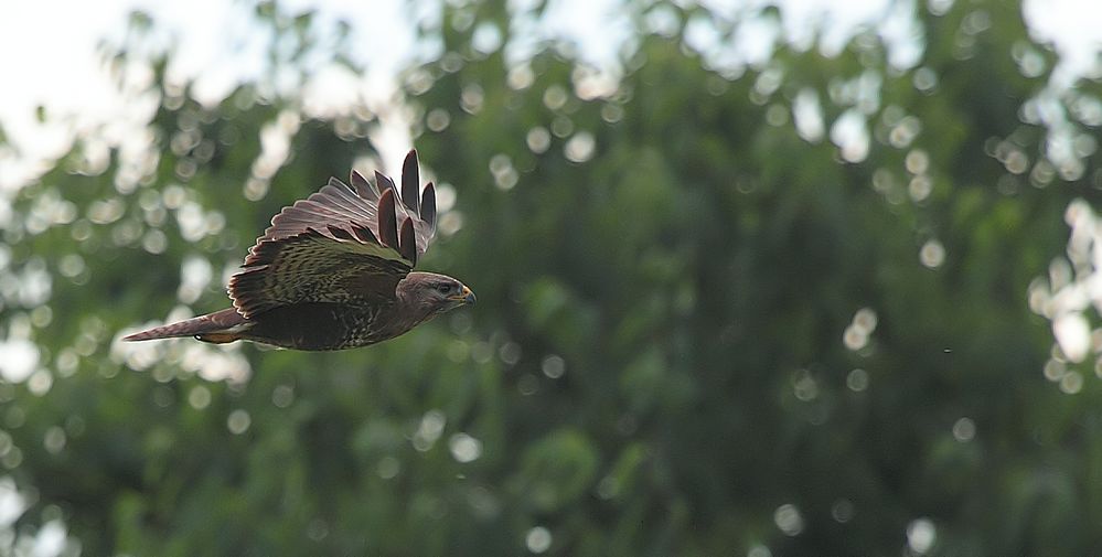 Mäusebussard (Buteo buteo)