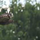 Mäusebussard (Buteo buteo)