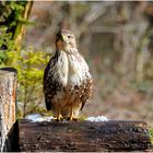 - Mäusebussard - ( Buteo buteo )