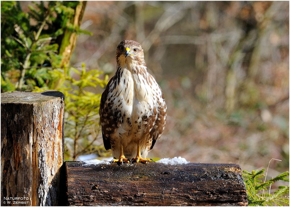 - Mäusebussard - ( Buteo buteo )