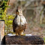 - Mäusebussard - ( Buteo buteo )