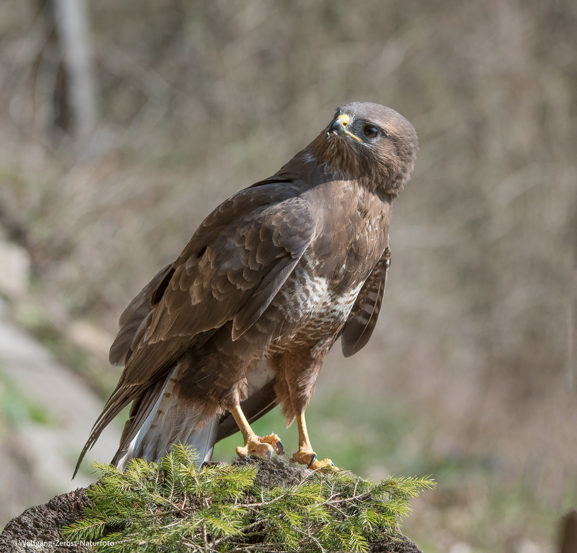 --- Mäusebussard  ---   ( Buteo buteo )