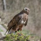 --- Mäusebussard  ---   ( Buteo buteo )