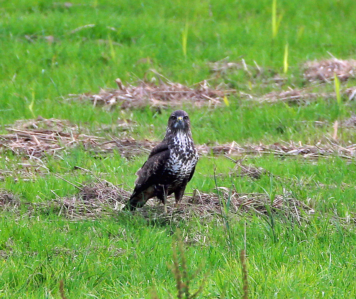 Mäusebussard (Buteo buteo) -5-