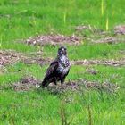 Mäusebussard (Buteo buteo) -5-