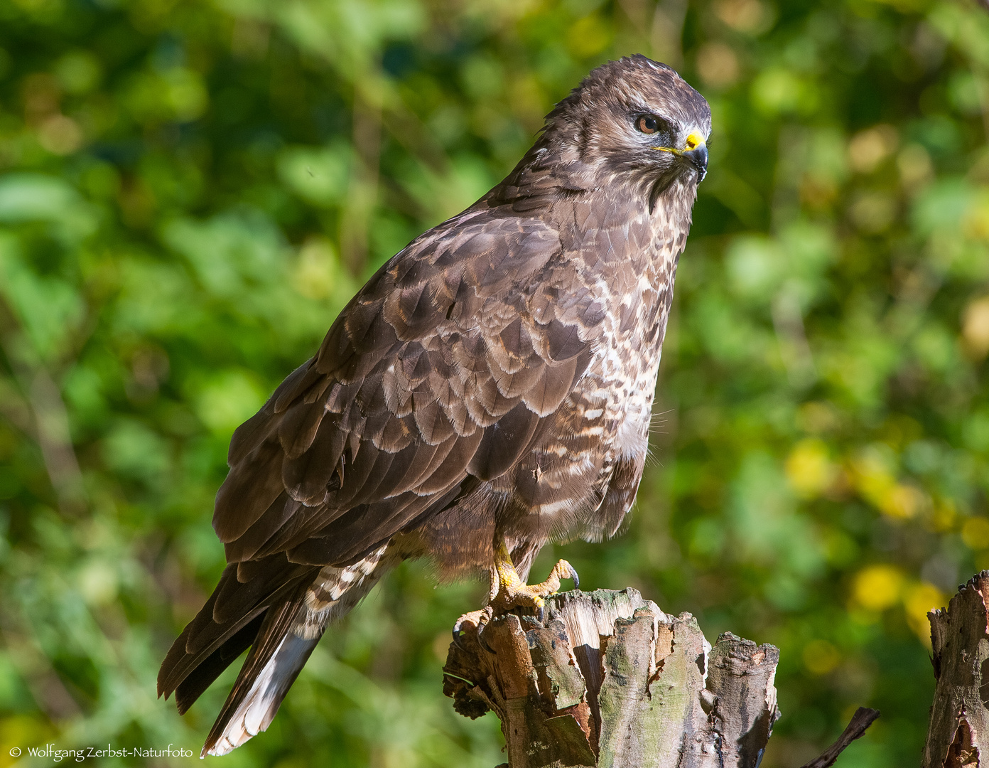 - MÄUSEBUSSARD - ( Buteo buteo )