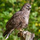 - MÄUSEBUSSARD - ( Buteo buteo )