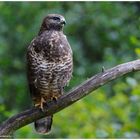 --- Mäusebussard ---  ( Buteo buteo )