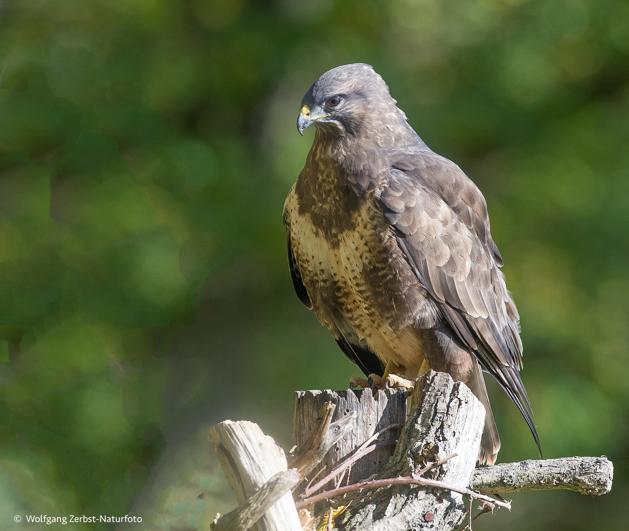 -- Mäusebussard -- ( Buteo buteo )