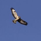 Mäusebussard (Buteo buteo)