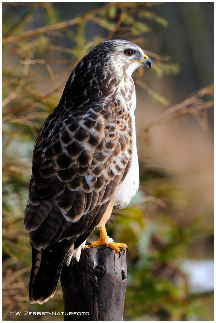 --- Mäusebussard --- ( Buteo buteo )