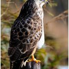 --- Mäusebussard --- ( Buteo buteo )