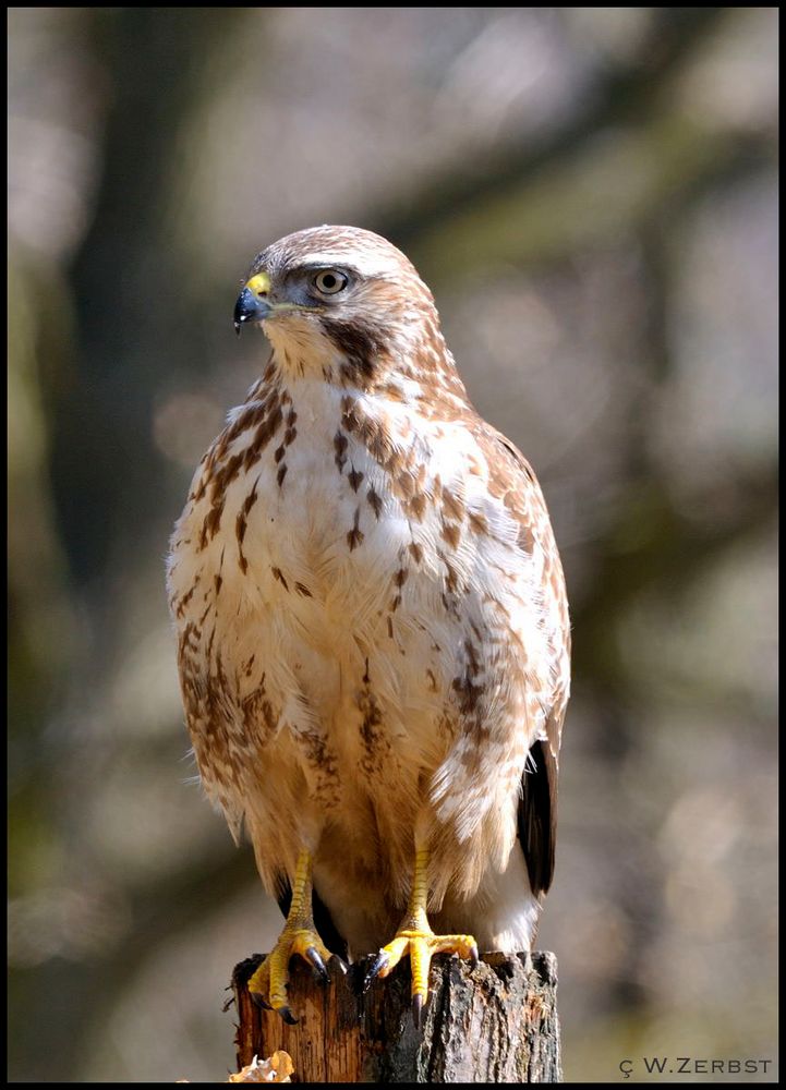 - Mäusebussard - ( Buteo buteo )