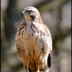 - Mäusebussard - ( Buteo buteo )