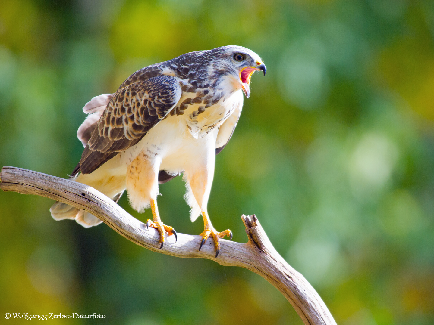 --- Mäusebussard ---     ( Buteo buteo )