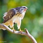 --- Mäusebussard ---     ( Buteo buteo )