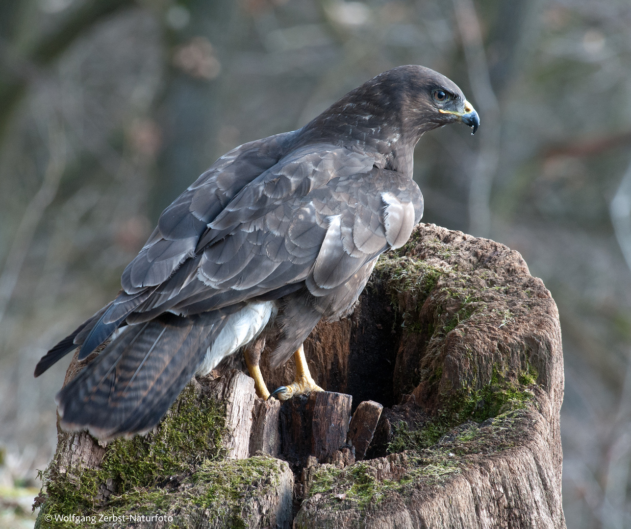 --- Mäusebussard ---   ( Buteo buteo )