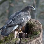 --- Mäusebussard ---   ( Buteo buteo )