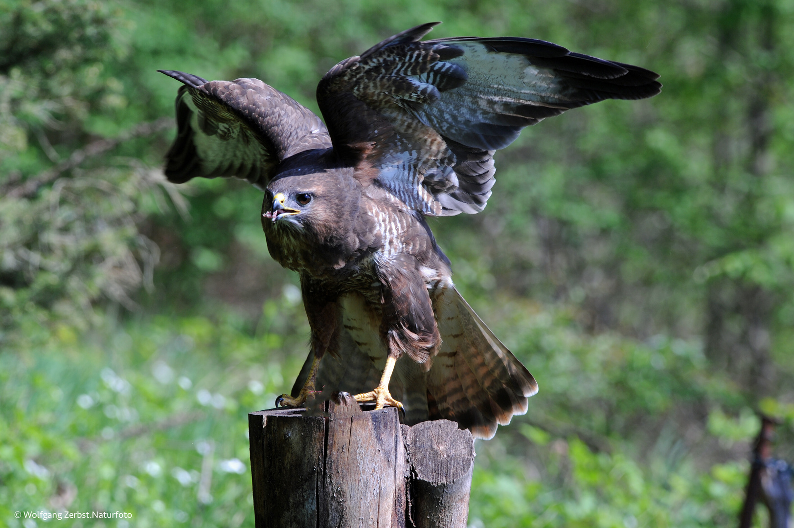 --- Mäusebussard ---  ( Buteo buteo )