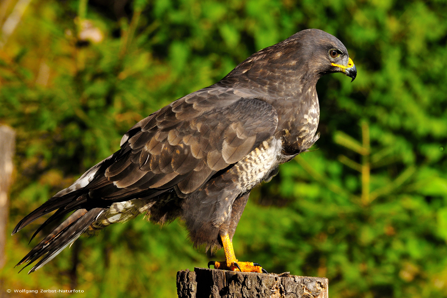 --- Mäusebussard ---    ( Buteo buteo )