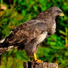 --- Mäusebussard ---    ( Buteo buteo )