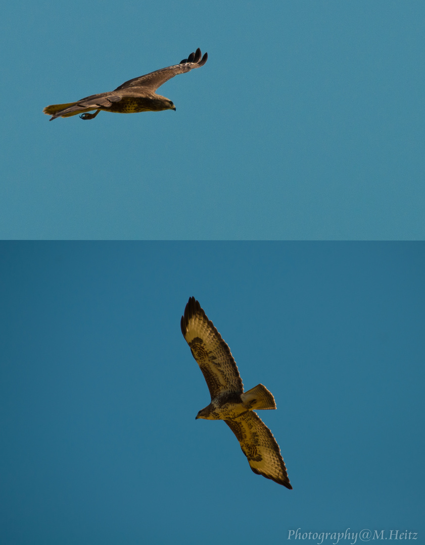 Mäusebussard (Buteo buteo)