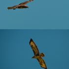 Mäusebussard (Buteo buteo)