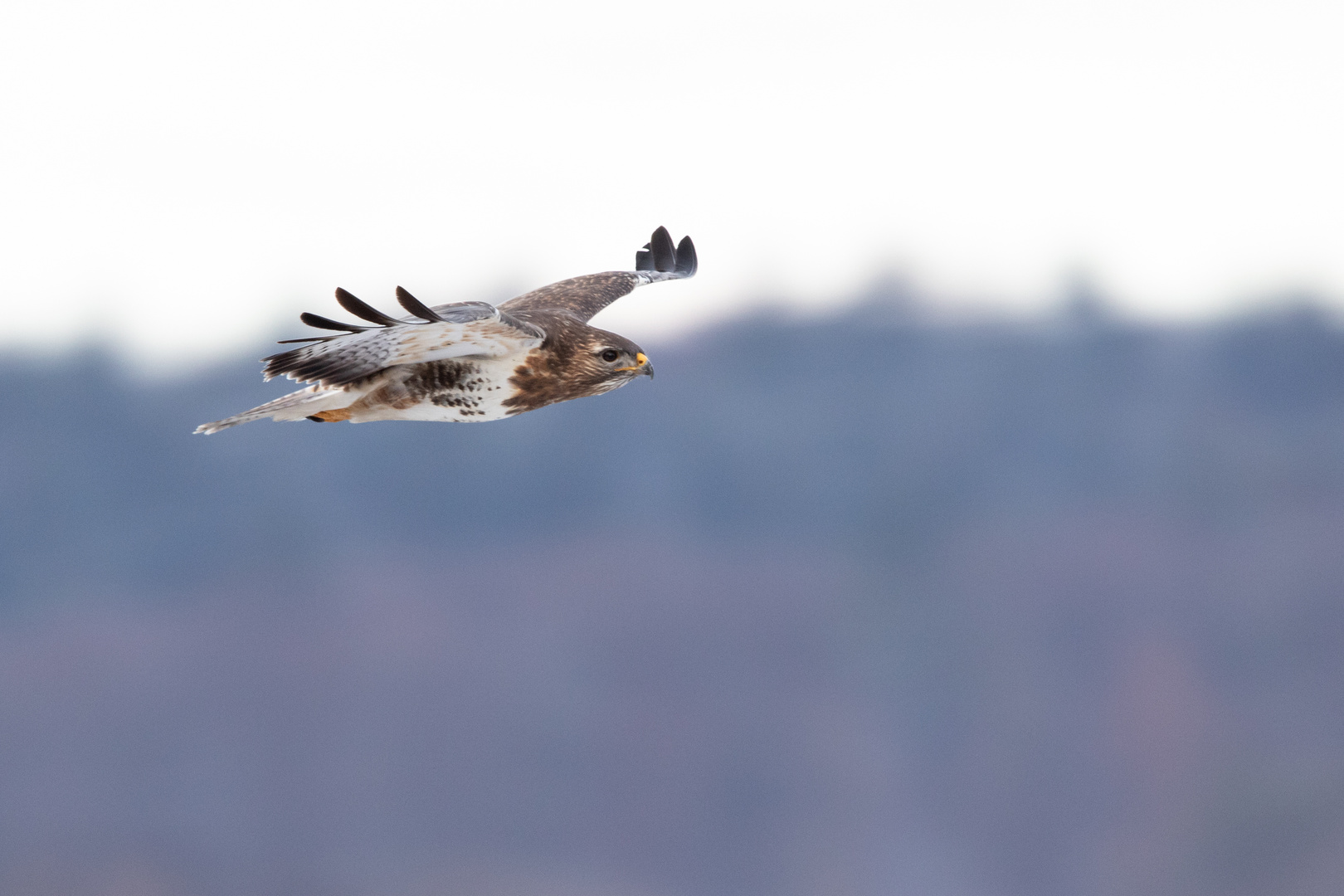 Mäusebussard / Buteo Buteo