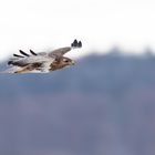 Mäusebussard / Buteo Buteo