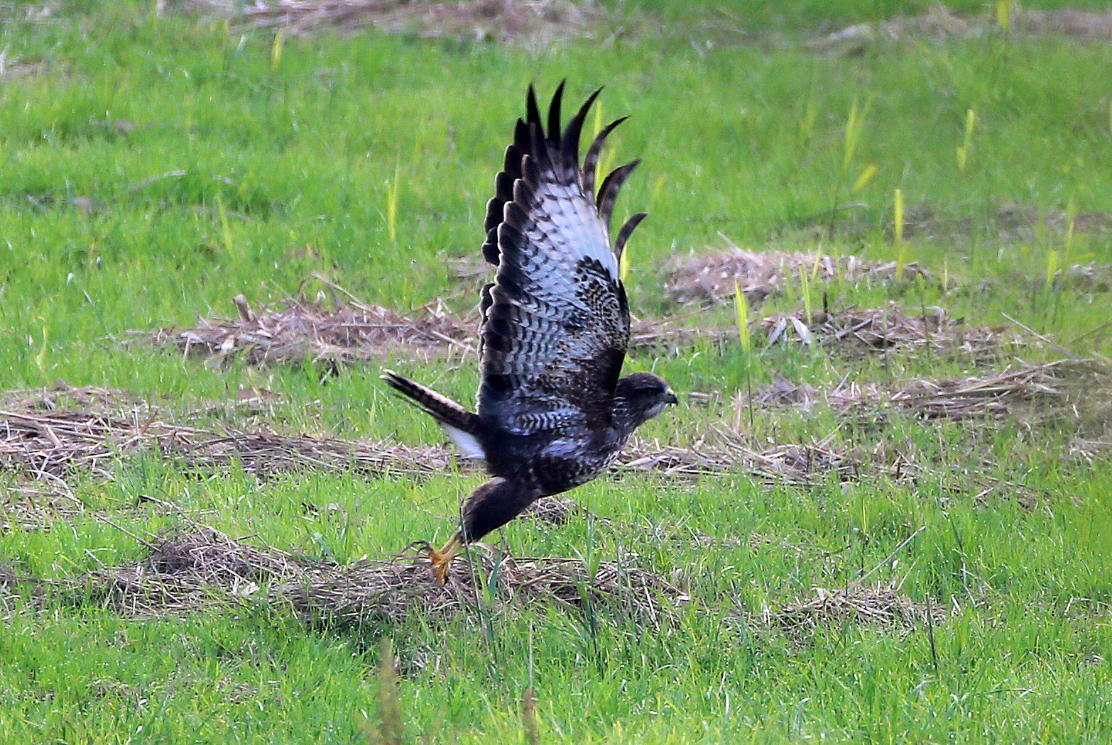 Mäusebussard (Buteo buteo) -6-