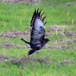 Mäusebussard (Buteo buteo) -6-