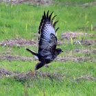 Mäusebussard (Buteo buteo) -6-