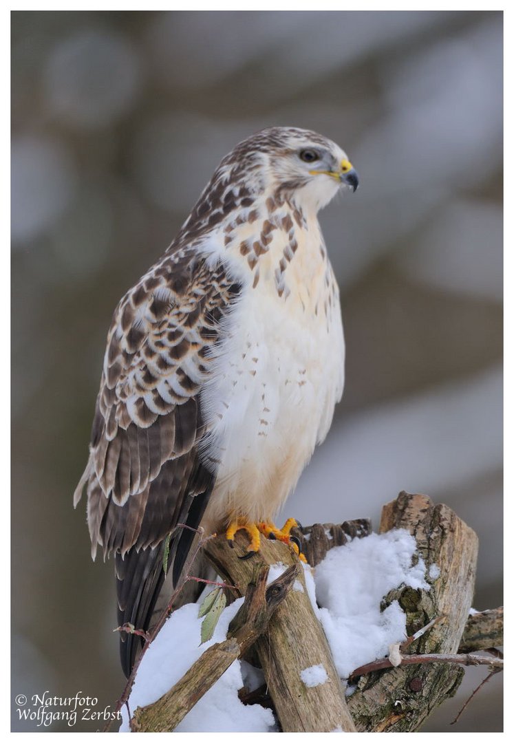 --- Mäusebussard --- ( Buteo buteo )