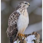 --- Mäusebussard --- ( Buteo buteo )