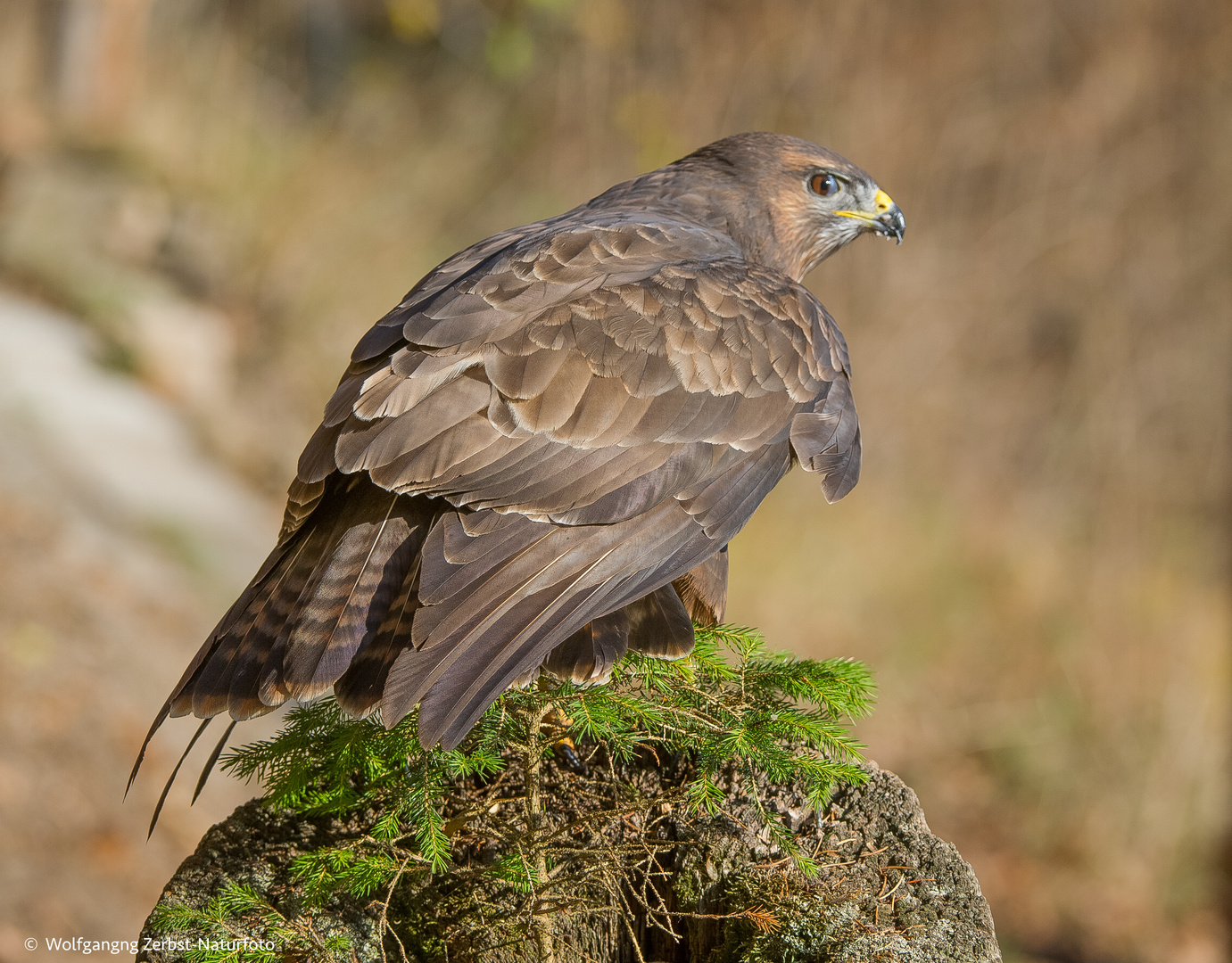 --- Mäusebussard ---  ( Buteo buteo )