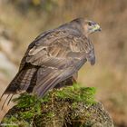 --- Mäusebussard ---  ( Buteo buteo )