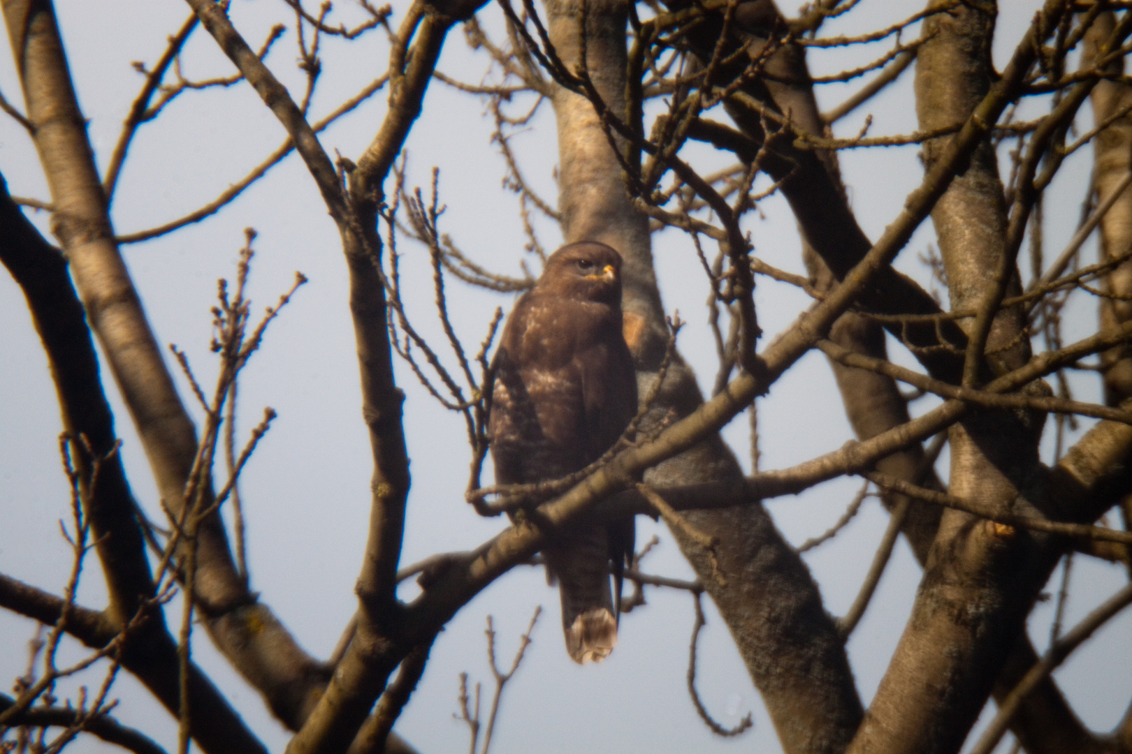 Mäusebussard Buteo buteo