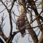 Mäusebussard Buteo buteo