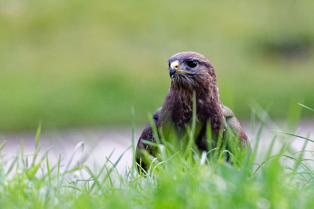 Mäusebussard (Buteo buteo)