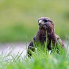 Mäusebussard (Buteo buteo)