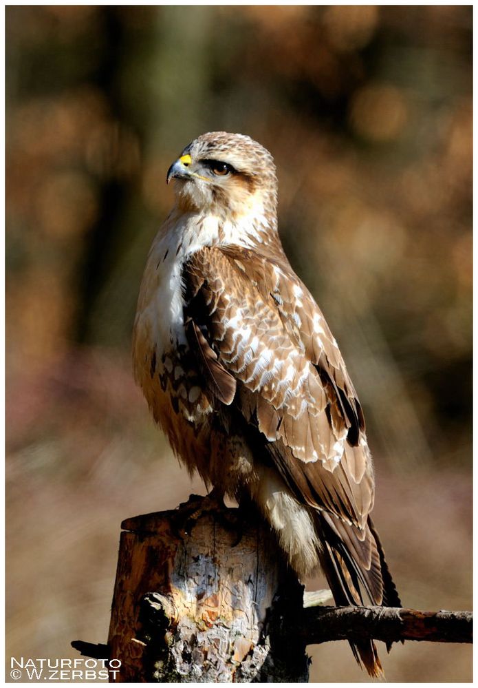 - Mäusebussard - (Buteo buteo)